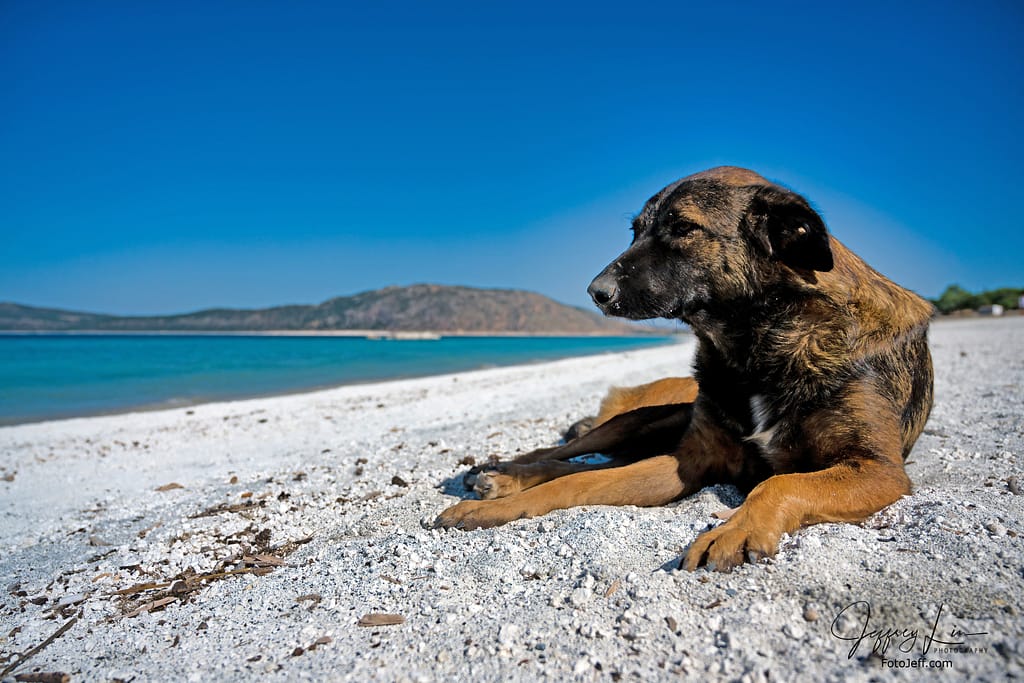15. A Stray Dog on Ephesus Beach